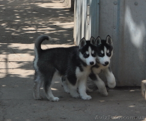 Сибирский хаски щенки КСУ-FCI.