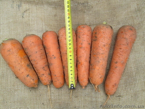 Продажа моркови в Крыму - <ro>Изображение</ro><ru>Изображение</ru> #1, <ru>Объявление</ru> #964372