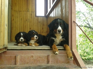 Продам два щенка породы бернский зенненхунд  - <ro>Изображение</ro><ru>Изображение</ru> #4, <ru>Объявление</ru> #970396