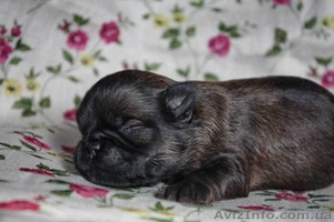 Щенки грифона – веселые домовята