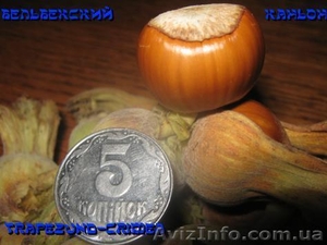 Плоды крупноплодного фундука Трапезунд в скорлупе - <ro>Изображение</ro><ru>Изображение</ru> #2, <ru>Объявление</ru> #974153
