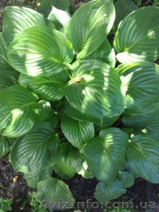 обработка сада деревьев растений. Услуги садовника