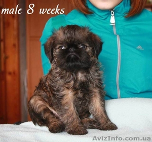 Щенки брюссельского гриффона. Мальчик и  девочка