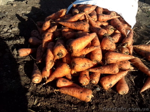 Продам морковь оптом (от 1 тонны) , сорт Шантане, АР Крым - <ro>Изображение</ro><ru>Изображение</ru> #1, <ru>Объявление</ru> #1035945