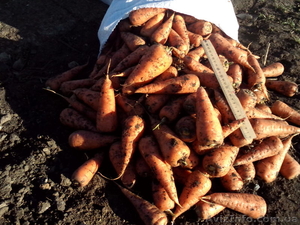 Продам морковь оптом (от 1 тонны) , сорт Шантане, АР Крым - <ro>Изображение</ro><ru>Изображение</ru> #2, <ru>Объявление</ru> #1035945