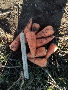 Продам морковь оптом (от 1 тонны) , сорт Шантане, АР Крым - <ro>Изображение</ro><ru>Изображение</ru> #3, <ru>Объявление</ru> #1035945
