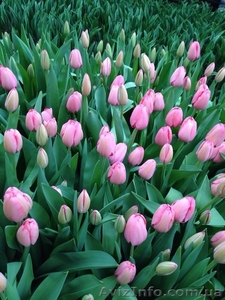 Голландские тюльпаны ( Симферополь) - <ro>Изображение</ro><ru>Изображение</ru> #1, <ru>Объявление</ru> #1051418