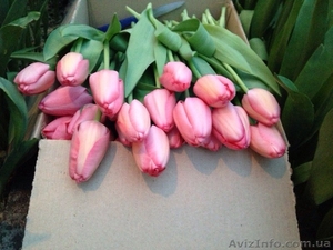 Голландские тюльпаны ( Симферополь) - <ro>Изображение</ro><ru>Изображение</ru> #2, <ru>Объявление</ru> #1051418