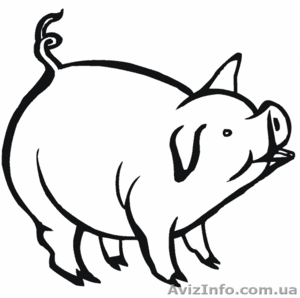 Продам РЕБРА свиные - <ro>Изображение</ro><ru>Изображение</ru> #1, <ru>Объявление</ru> #1155867