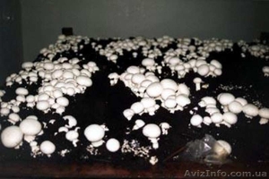Готовые грибные блоки вешенка и шампиньон купить в Крыму - <ro>Изображение</ro><ru>Изображение</ru> #2, <ru>Объявление</ru> #1205413