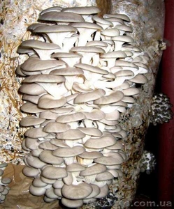 Готовые грибные блоки вешенка и шампиньон купить в Крыму - <ro>Изображение</ro><ru>Изображение</ru> #3, <ru>Объявление</ru> #1205413