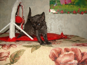 купить котенка неаллергенные кошки - <ro>Изображение</ro><ru>Изображение</ru> #2, <ru>Объявление</ru> #1249548