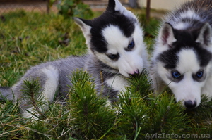 Сибирский хаски щенки КСУ FCI
