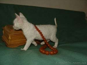 купить кошку, купить котенка