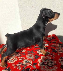 Цвергпинчер черные мальчики и девочки 2 месяца  Киев.