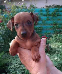 Кнопочка (карликовый пинчер) 2 месяца ищет добрую,  заботливую хозяйку! Киев.