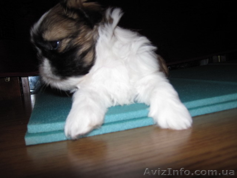 Перспективные щенки ши-тцу. - <ro>Изображение</ro><ru>Изображение</ru> #2, <ru>Объявление</ru> #39294