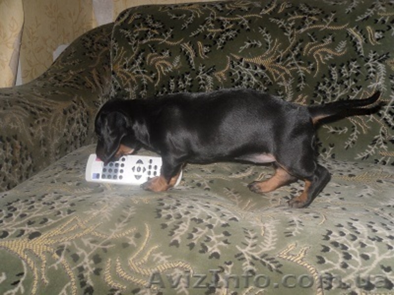 goodly111@mail.ru - <ro>Изображение</ro><ru>Изображение</ru> #2, <ru>Объявление</ru> #217497