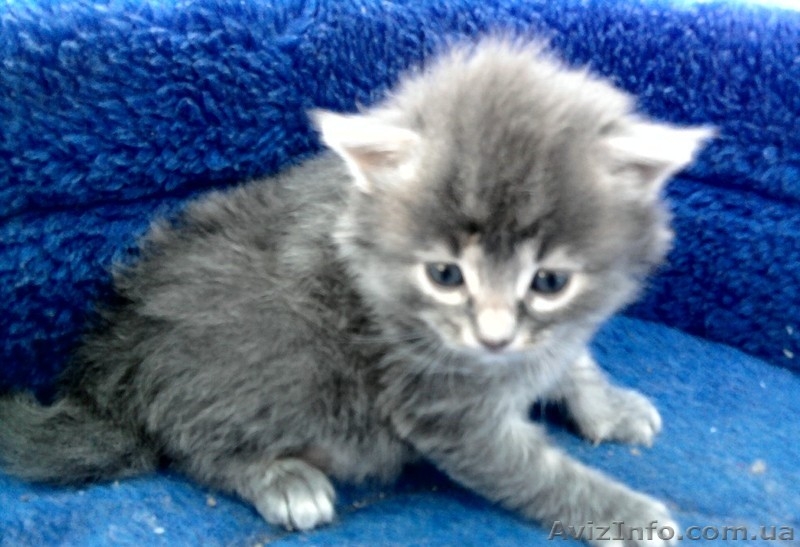 Симпатичные котята - <ro>Изображение</ro><ru>Изображение</ru> #2, <ru>Объявление</ru> #249049