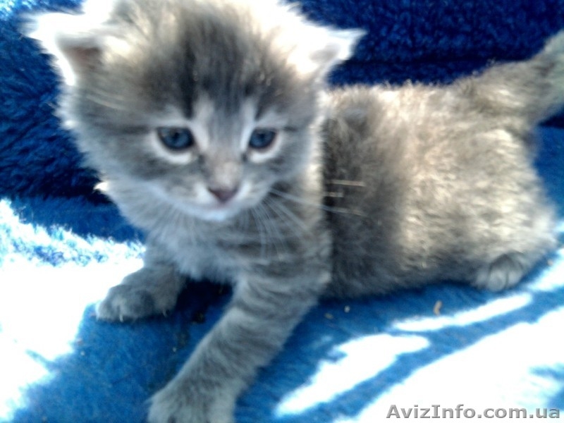 Симпатичные котята - <ro>Изображение</ro><ru>Изображение</ru> #3, <ru>Объявление</ru> #249049
