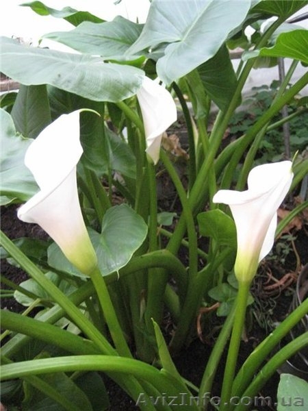 Калла белая корневищная - <ro>Изображение</ro><ru>Изображение</ru> #2, <ru>Объявление</ru> #255845