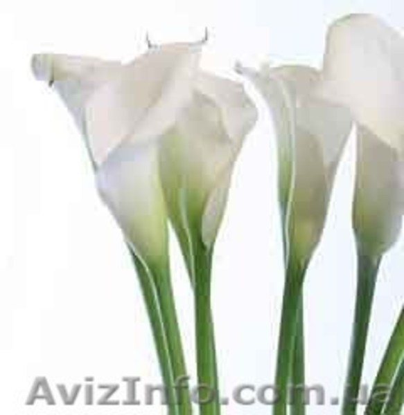 Калла белая корневищная - <ro>Изображение</ro><ru>Изображение</ru> #3, <ru>Объявление</ru> #255845