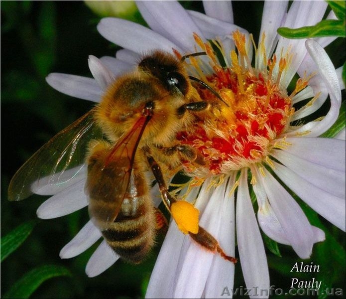 Продукты пчеловодства собранные с собственной пасеки Киев, Донецк, Одесса - <ro>Изображение</ro><ru>Изображение</ru> #2, <ru>Объявление</ru> #269316