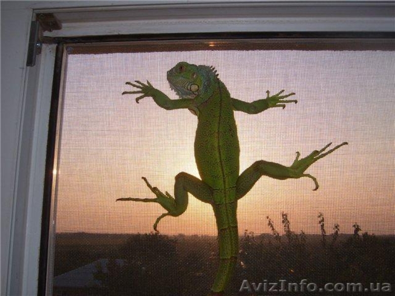 Продажа и установка противомоскитных сеток рамного типа. Симферополь, Крым - <ro>Изображение</ro><ru>Изображение</ru> #4, <ru>Объявление</ru> #302805