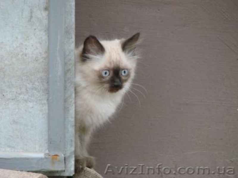 Невские Маскарадные котята - <ro>Изображение</ro><ru>Изображение</ru> #2, <ru>Объявление</ru> #291810