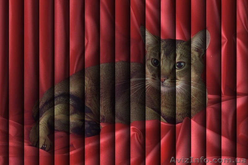 Фото-жалюзи Крым - <ro>Изображение</ro><ru>Изображение</ru> #4, <ru>Объявление</ru> #419648