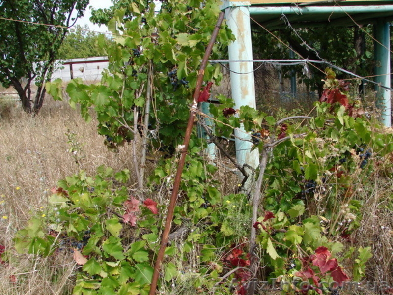 дачный участок 9,5 соток - <ro>Изображение</ro><ru>Изображение</ru> #6, <ru>Объявление</ru> #407786