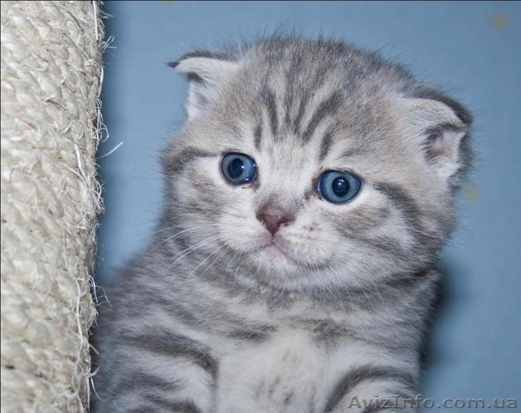 Котята, приносящие удачу! - <ro>Изображение</ro><ru>Изображение</ru> #5, <ru>Объявление</ru> #467452
