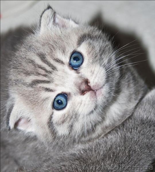 Котята, приносящие удачу! - <ro>Изображение</ro><ru>Изображение</ru> #4, <ru>Объявление</ru> #467452