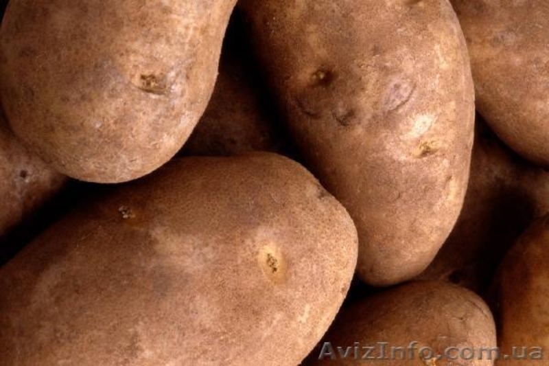 продам овощи: капусту, картофель, морковь - <ro>Изображение</ro><ru>Изображение</ru> #2, <ru>Объявление</ru> #510724