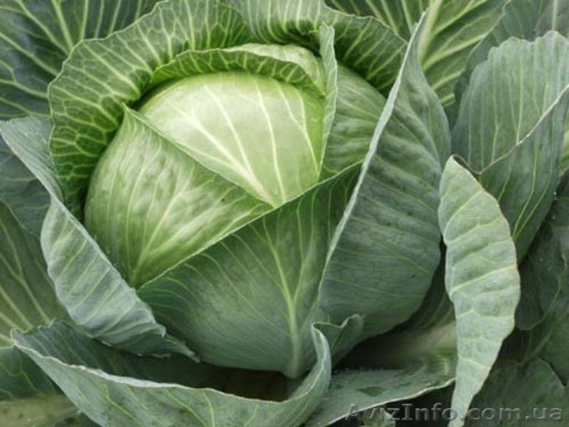 продам овощи: капусту, картофель, морковь - <ro>Изображение</ro><ru>Изображение</ru> #1, <ru>Объявление</ru> #510724