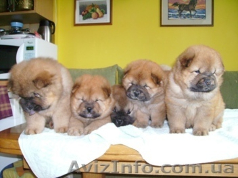 Щенки чау-чау с родословной, продажа chow-chow - <ro>Изображение</ro><ru>Изображение</ru> #1, <ru>Объявление</ru> #487684