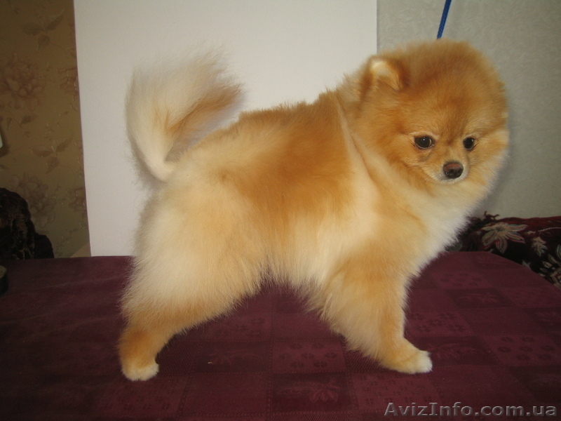 мальчик померанского шпица - <ro>Изображение</ro><ru>Изображение</ru> #1, <ru>Объявление</ru> #543720