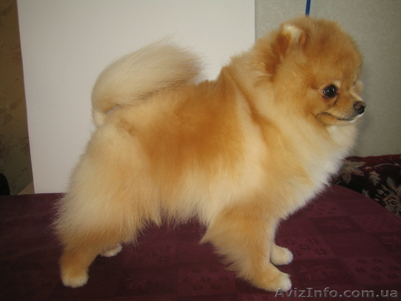 мальчик померанского шпица - <ro>Изображение</ro><ru>Изображение</ru> #2, <ru>Объявление</ru> #543720