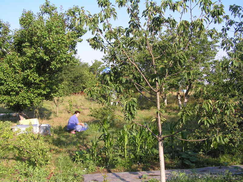 Участок срочно  - <ro>Изображение</ro><ru>Изображение</ru> #1, <ru>Объявление</ru> #560145