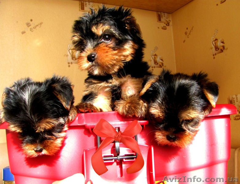 Йоркширский терьер щенки мальчишки и девочки. - <ro>Изображение</ro><ru>Изображение</ru> #3, <ru>Объявление</ru> #530517