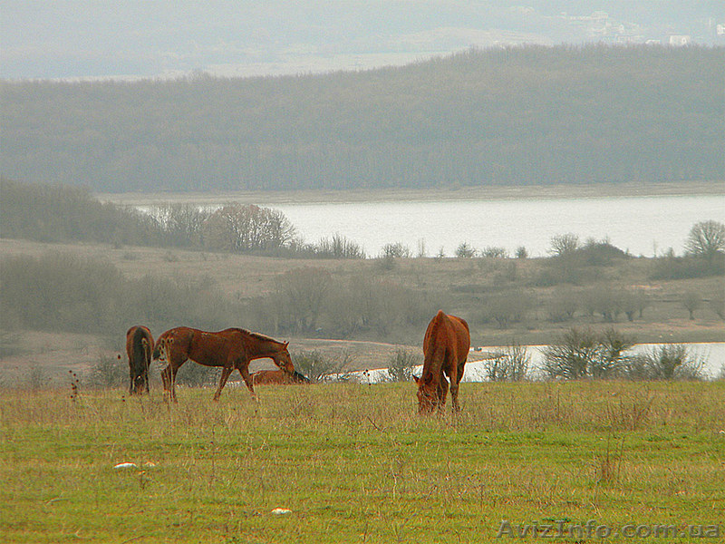 Продается участок в Россошанке (Байдарская долина, Севастополь) - Крым - <ro>Изображение</ro><ru>Изображение</ru> #1, <ru>Объявление</ru> #593308