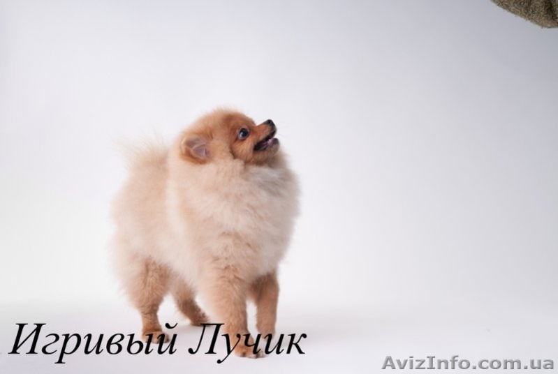 Померанец - самый маленький из шпицев, - <ro>Изображение</ro><ru>Изображение</ru> #1, <ru>Объявление</ru> #574180