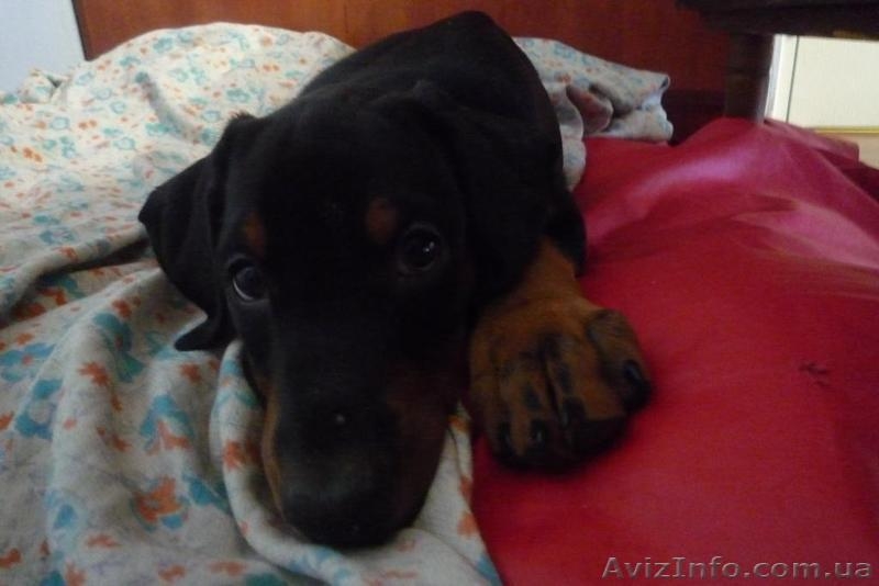 Продам щенка добермана - <ro>Изображение</ro><ru>Изображение</ru> #8, <ru>Объявление</ru> #598967