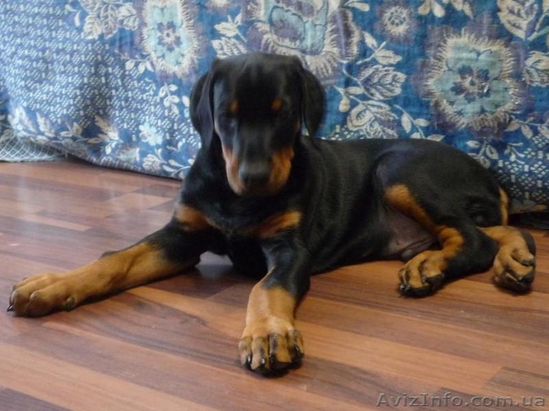 Продам щенка добермана - <ro>Изображение</ro><ru>Изображение</ru> #4, <ru>Объявление</ru> #598967
