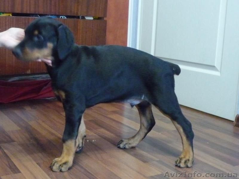 Продам щенка добермана - <ro>Изображение</ro><ru>Изображение</ru> #5, <ru>Объявление</ru> #598967