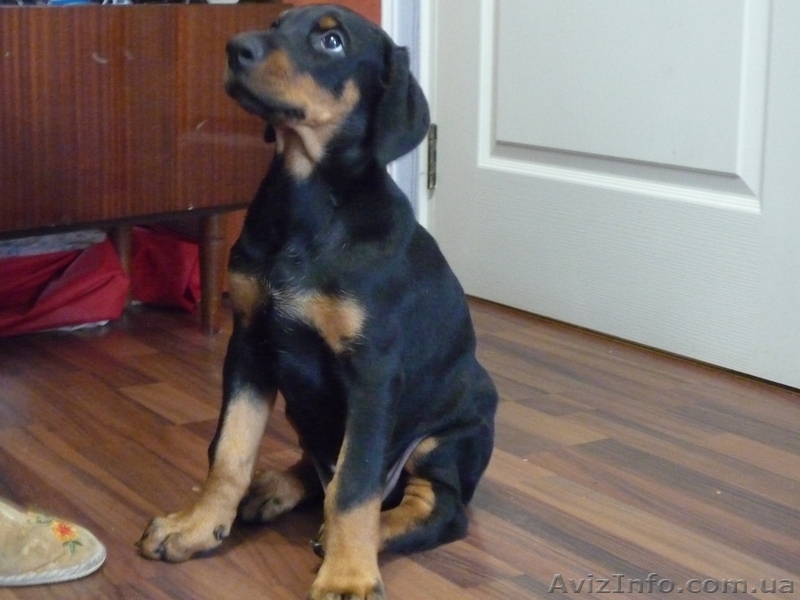 Продам щенка добермана - <ro>Изображение</ro><ru>Изображение</ru> #6, <ru>Объявление</ru> #598967