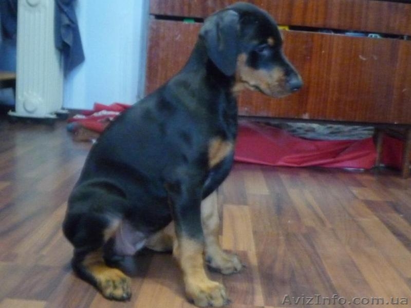 Продам щенка добермана - <ro>Изображение</ro><ru>Изображение</ru> #7, <ru>Объявление</ru> #598967