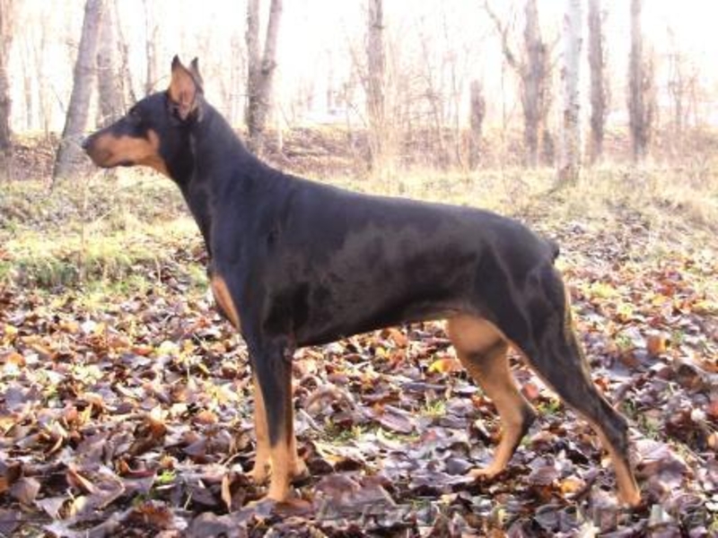 Продам щенка добермана - <ro>Изображение</ro><ru>Изображение</ru> #3, <ru>Объявление</ru> #598967