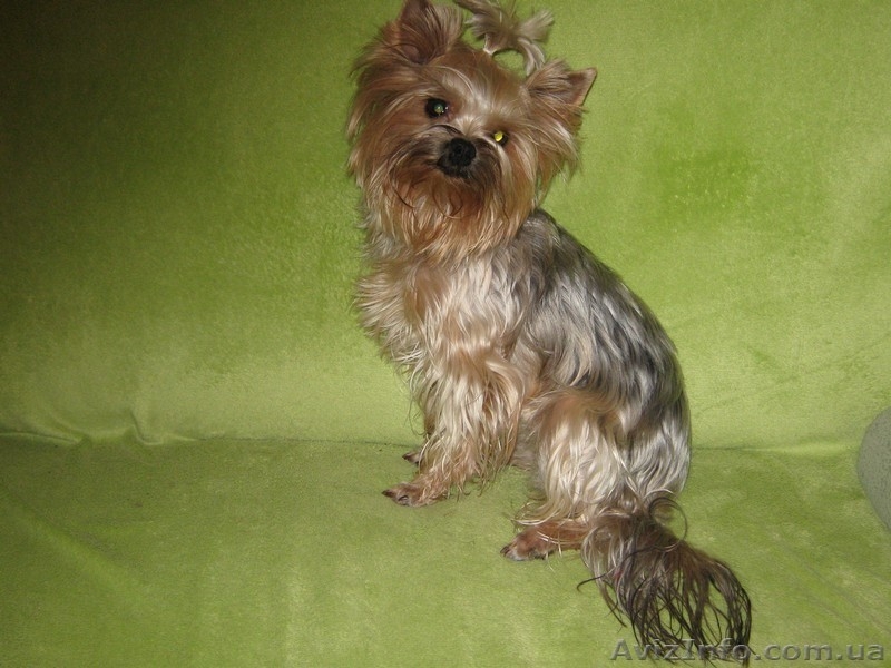 вечные малыши в вашем доме -йорки - <ro>Изображение</ro><ru>Изображение</ru> #3, <ru>Объявление</ru> #622991