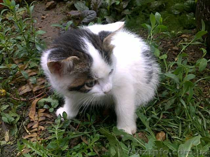 Красивые бездомные котята ищут хозяев - <ro>Изображение</ro><ru>Изображение</ru> #3, <ru>Объявление</ru> #672945